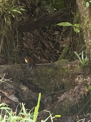 Grallaria flavotincta