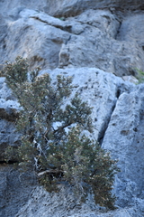 Purshia ericifolia