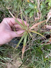 Cyperus meyenianus
