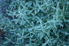 Ruellia parryi