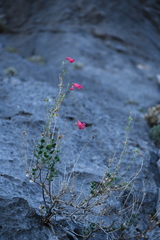 Penstemon baccharifolius