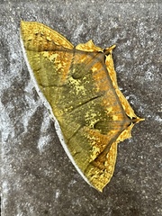 Thinopteryx citrina