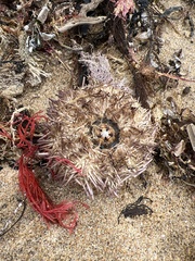 Heliocidaris erythrogramma