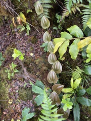 Smilax melastomifolia