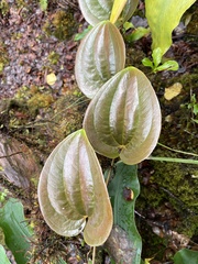 Smilax melastomifolia