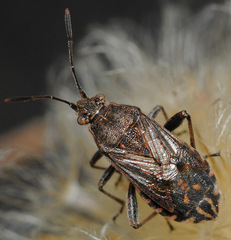 Stictopleurus punctatonervosus