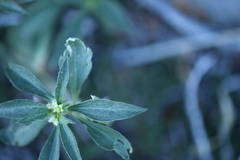 Ditaxis serrata