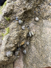 Bembicium nanum