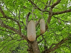 Kigelia