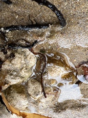 Decapoda