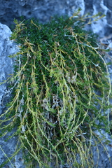Stenaria rupicola