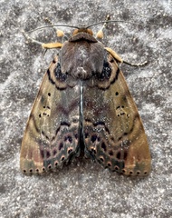 Arcte modesta