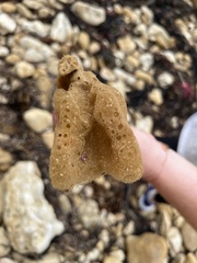 Porifera