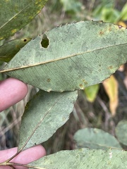 Cheirodendron trigynum