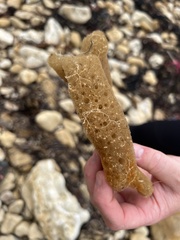 Porifera