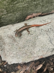 Sphenomorphus dussumieri