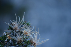 Purshia ericifolia