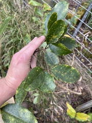 Cheirodendron trigynum