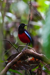 Erythropitta ussheri