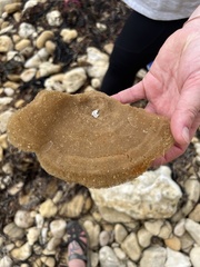 Porifera