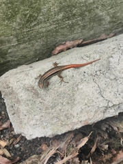 Sphenomorphus dussumieri