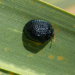 Hemisphaerota cyanea