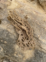 Porifera