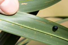 Hemisphaerota cyanea
