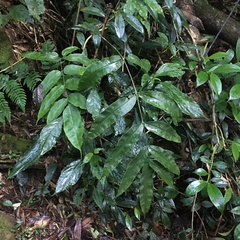 Coniogramme fraxinea