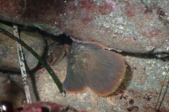 Cebidichthys violaceus