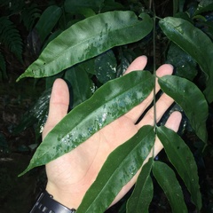 Coniogramme fraxinea