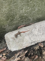 Sphenomorphus dussumieri