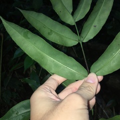 Coniogramme fraxinea