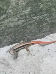 Sphenomorphus dussumieri