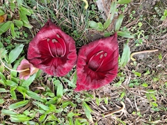 Kigelia
