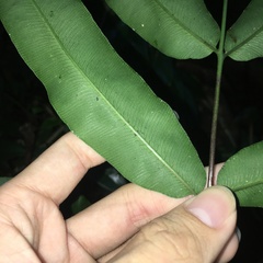 Coniogramme fraxinea