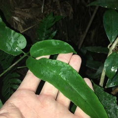 Coniogramme fraxinea