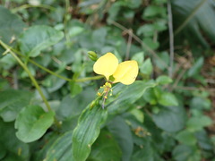 Commelineae