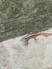 Sphenomorphus dussumieri