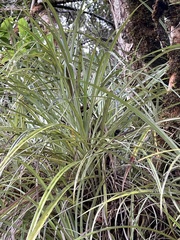 Astelia argyrocoma