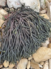 Codium galeatum