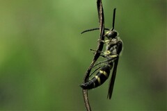 Phalerimeris phalerata