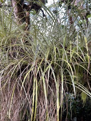 Astelia argyrocoma