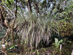 Astelia argyrocoma