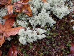 Cladonia arbuscula mitis