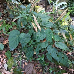 Begonia chuyunshanensis