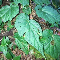 Begonia chuyunshanensis