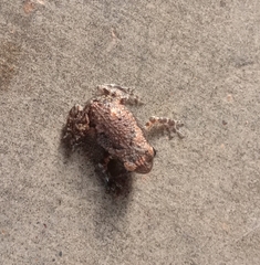 Uperodon taprobanicus