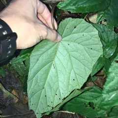 Begonia chuyunshanensis