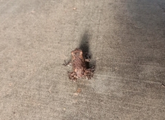 Uperodon taprobanicus